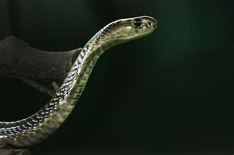 Arti mimpi dipatok ular kobra Arti Mimpi Dikejar Ular Menurut Primbon dan Psikologi